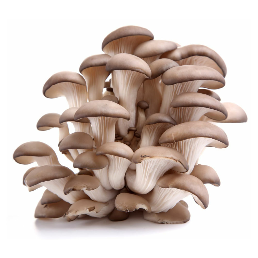 COGUMELO SHIMEJI CINZA 200G redemix