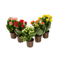 Kalanchoe-Dobrado-Mini-Pote-06