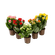 Kalanchoe-Dobrado-Mini-Pote-06