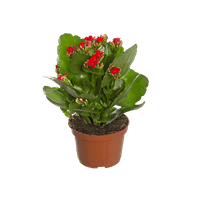 kalanchoe-683e5c09ceccf