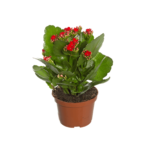 kalanchoe-683e5c09ceccf