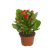 kalanchoe-683e5c09ceccf