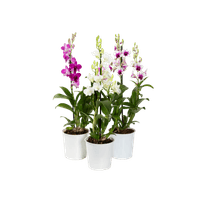 denphalaen-69c061e828419