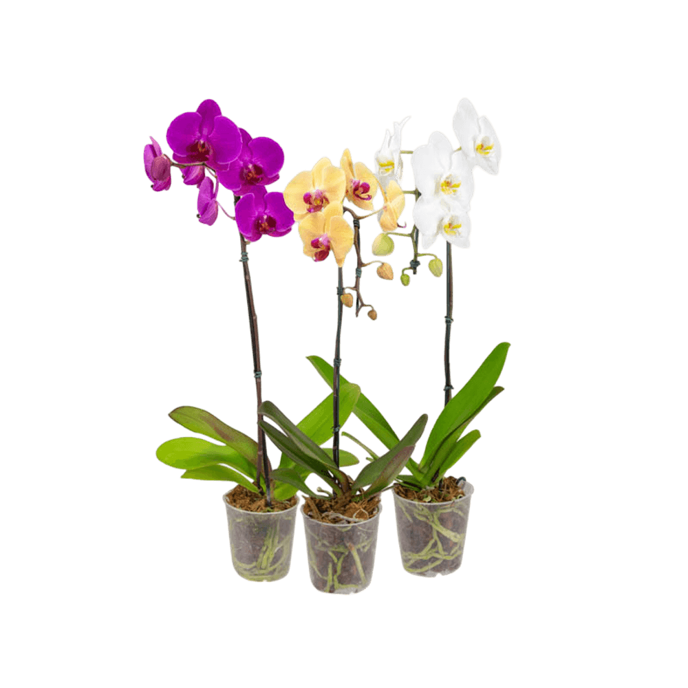 MUDA HOLLAMBRA ORQUIDEA PHALAENOPSIS MIX P12 - redemix