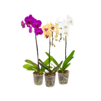 phalaenopsis-cascata-683defb955c98