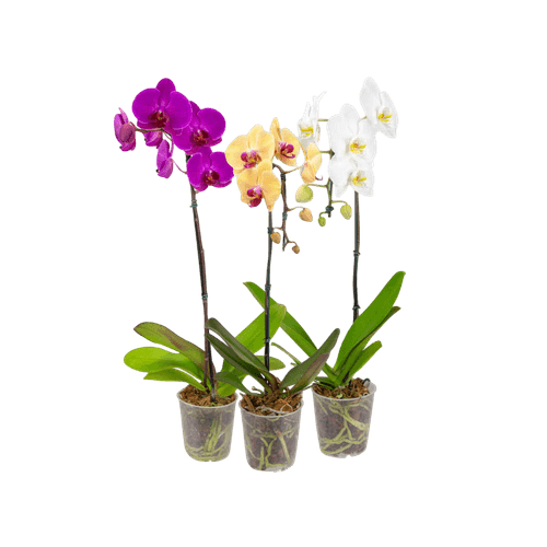 phalaenopsis-cascata-683defb955c98