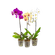 phalaenopsis-cascata-683defb955c98